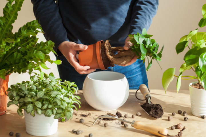 観葉植物 植え替え