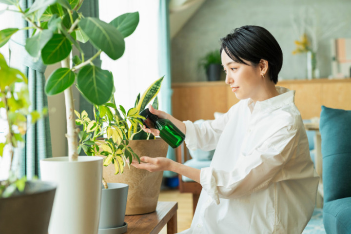 観葉植物 おすすめ