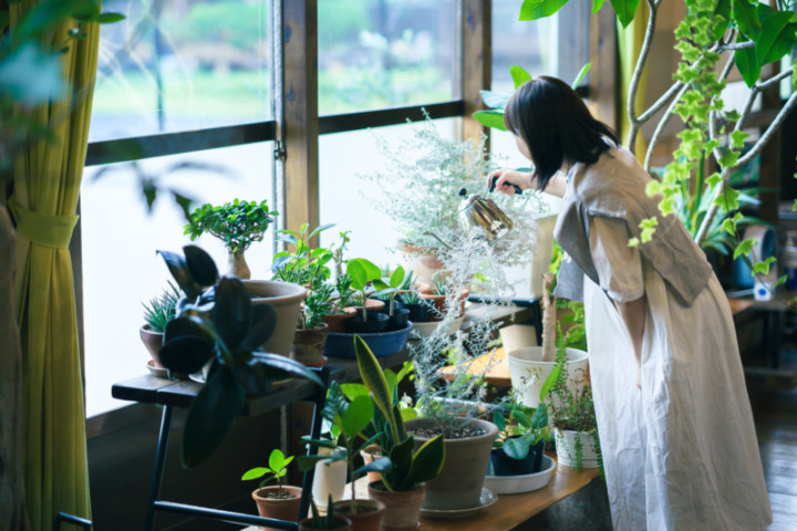 観葉植物 育て方