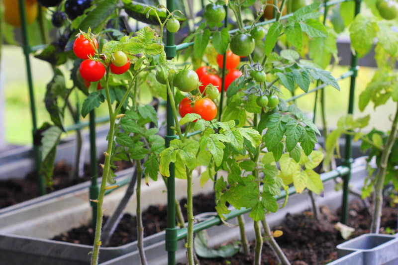 【ベランダでおしゃれに】家庭菜園用プランターおすすめ15選｜初心者に育てやすい野菜も解説