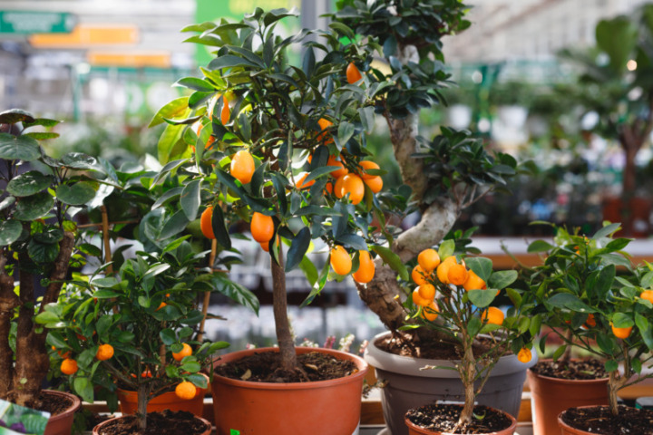 鉢植え 果樹