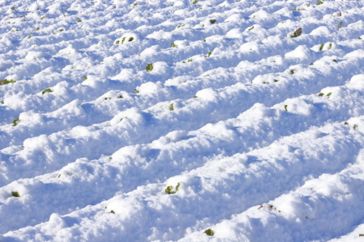 甘みの強いタイプが好みなら「冬にんじん・雪下にんじん」がぴったり