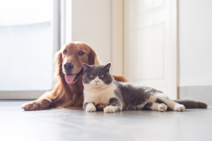 ペットを飼っているなら種類・置き場所に注意