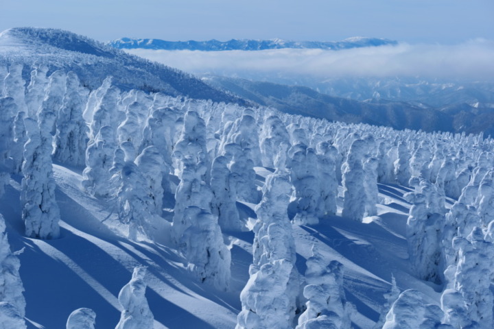 雪女神：キレのよい後味が魅力の大吟醸向け品種