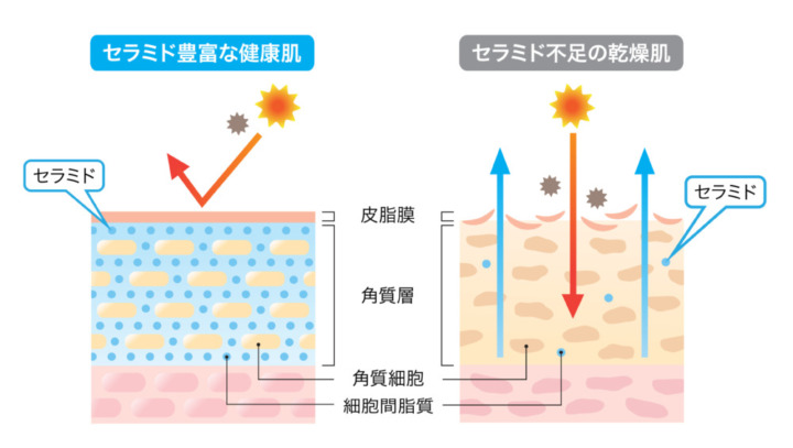 乾燥が気になるときは「セラミド・ヒアルロン酸」