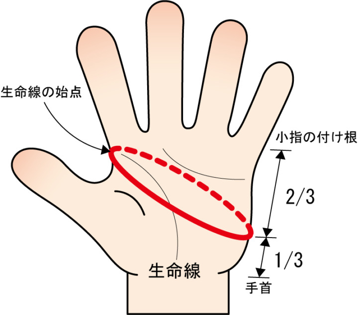 バットの握りやすさが変わる！手のひらの厚みに合った「サイズ」を確認