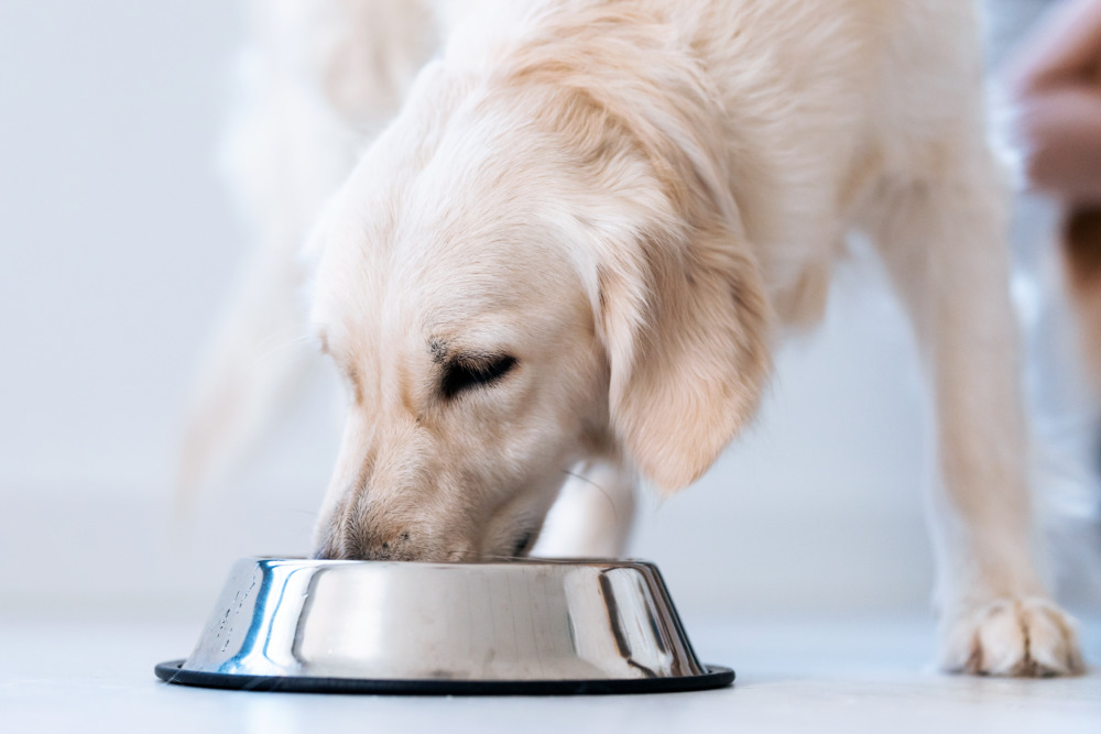 おしゃれ＆こぼれない！犬用水飲み器おすすめ24選◎自動給水器や散歩用も紹介