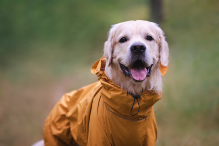 愛犬を雨や泥汚れから守る犬用レインコート