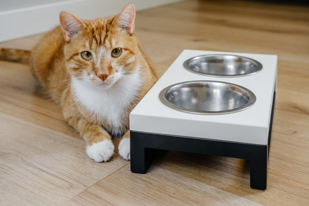 【食べやすい】人気の猫用食器おすすめランキング20選！かわいい・おしゃれな商品も