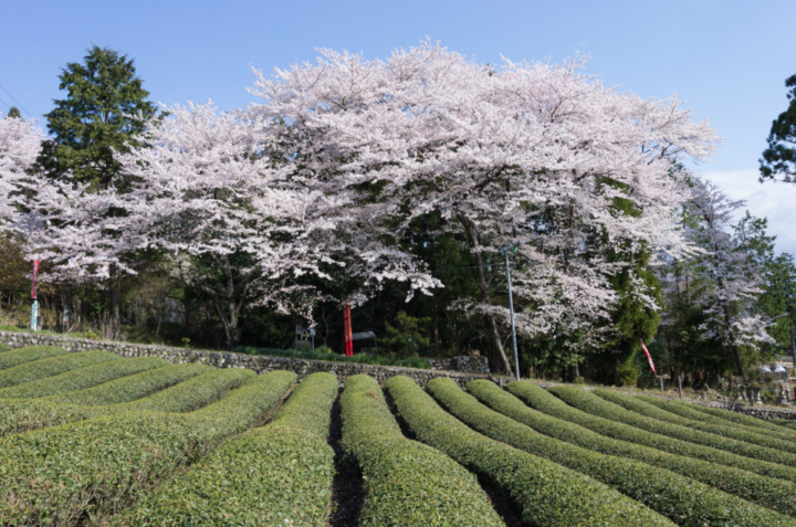 岐阜県池田町の魅力