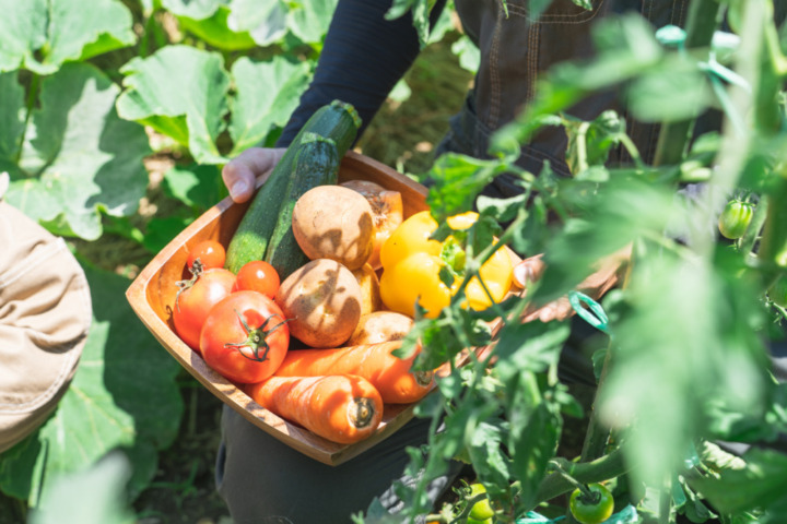 メリット1：無農薬・無化学肥料でおいしい野菜を栽培できる